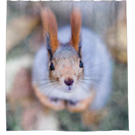 Cortina Para Box Esquilo - Qualquer Coisa Para Morder