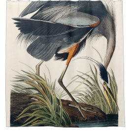 Cortina Para Box Excelente de Audubon Blue Heron 1834 Plate CCXI