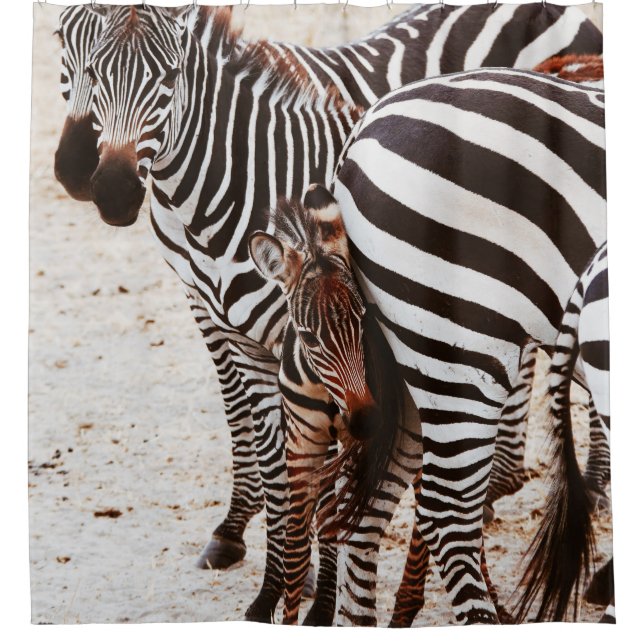CORTINA PARA BOX FAMÍLIA ZEBRA (Frente)