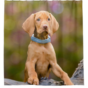 Cortina Para Box Filhote de cachorro puppyeyed bonito do cão de