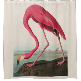 Cortina Para Box Flamingo Americano Rosa Audubon, Placa CCCCXXXI