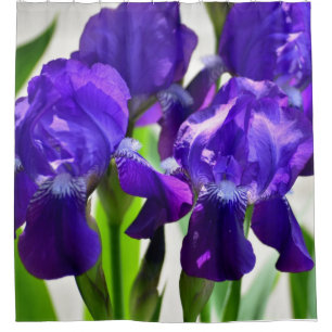 Cortina Para Box Flor Iris Roxo