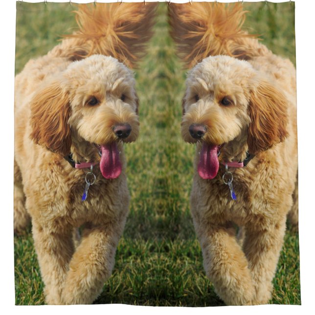 Cortina Para Box Foto de Cachorro Goldendoodle (Frente)