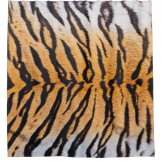 Cortina Para Box Foto de um verdadeiro Tigre Indo-Chinês (Panthera)