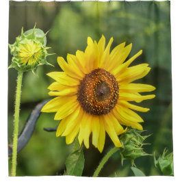 Cortina Para Box Girassol