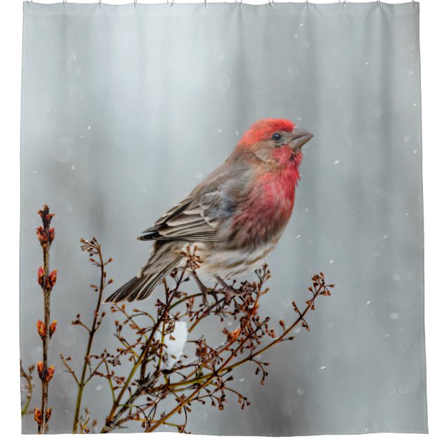 Cortina Para Box House Finch in Snow - Foto original (Frente)