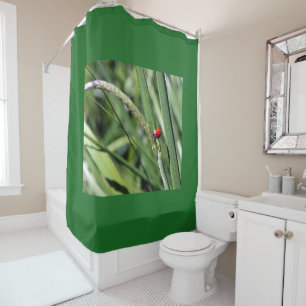 Cortina Para Box Ladybug (Coccinellidae)
