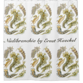 Cortina Para Box Lesmas Marinhas por Ernst Haeckel, Nudibrânquia Vi