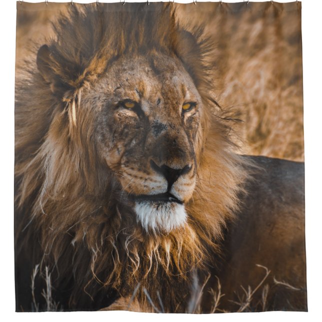 CORTINA PARA BOX LIÃO NO PARQUE NACIONAL DE ETOSHA (Frente)