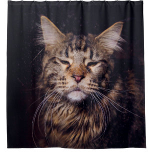 Cortina Para Box maine coon on a black background younganimal,cat,c