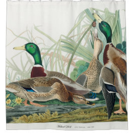 Cortina Para Box Mallard Duck, 1834, dos Pássaros da América