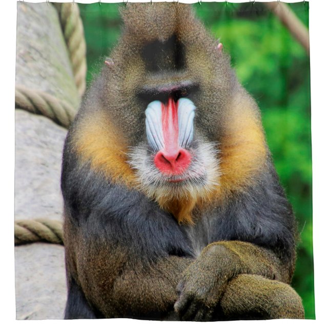 Cortina Para Box Mandrill 001 (Frente)