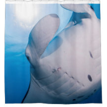 Mania do Manta: Raio de Manta bonito na luz do sol