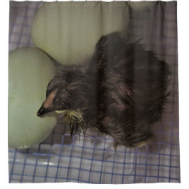 Cortina Para Box Minutos velhos