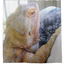 O dragão farpado bonito fecha acima a imagem
