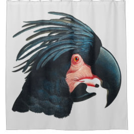 Cortina Para Box O Excelente Cockatoo Negro de Francois Levaillant.