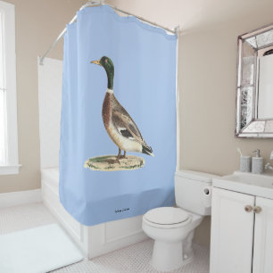 Cortina Para Box O Pato-de-Alá ou Selvagem (Anas platyrhynchos)