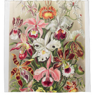 Cortina Para Box Orquídea Denusblumen A Giltsch Por Ernst Haeckel