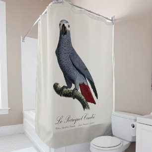 Cortina Para Box Papagaio cinzento africano, Psittacus erithacus, v