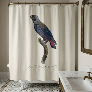 Cortina Para Box Papagaio-cinzento ou Pionus-cinzento, Pionus fuscu