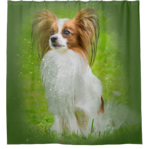 Cortina Para Box papillon, papilão, papillon e cão-papão,