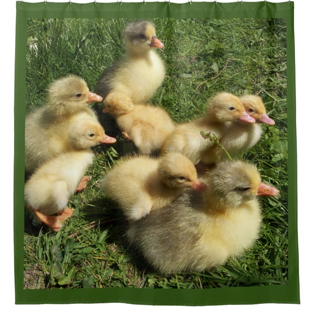 Cortina Para Box patos e gansos novos (Frente)