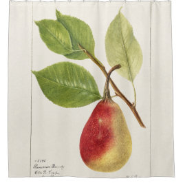 Cortina Para Box Pear Branch (Pyrus Communis)(1893) Small