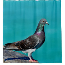 Cortina Para Box Pigeon With A View