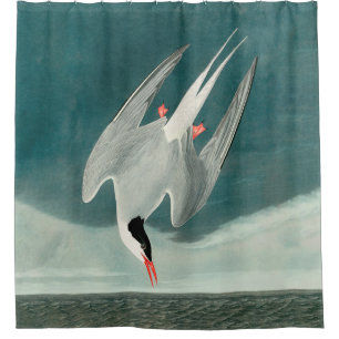 Cortina Para Box Pintura de aves selvagens do Ártico Tern Audubon