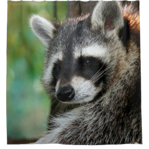 Cortina Para Box Raccoon 001