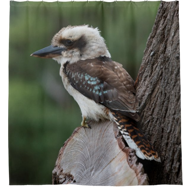 Cortina Para Box Rindo da árvore de aves Kookaburra (Frente)