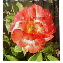 Rosa ensolarado.......