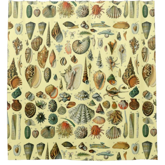 Cortina Para Box Seashell Shell Mollusk Clam Elegant Clam Art (Frente)