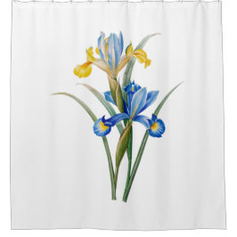 Cortina Para Box Spanish iris by Pierre-Joseph Redouté