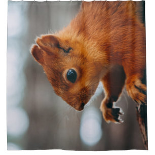 CORTINA PARA BOX SQUIRREL NO TRONCO DE ÁRVORE