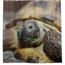 Cortina Para Box Tibbs