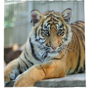 Cortina Para Box Tigre 034
