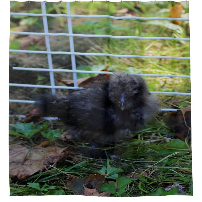 Cortina Para Box Um bebê Silkie (Frente)