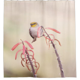 Cortina Para Box Verdin empoleirado no penstem