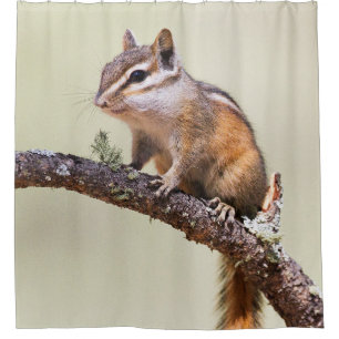 Cortina Para Chuveiro Chipmunk bonito e carnudo