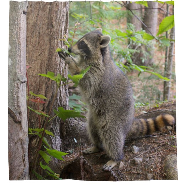 Cortina Para Chuveiro Cortina de chá do guaxinim (Frente)