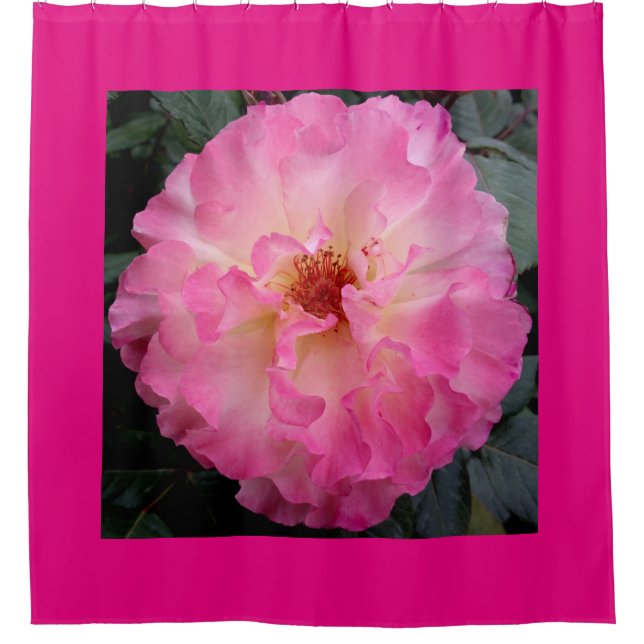 Cortina Para Chuveiro Cortina de chá do rosa do rosa (Frente)