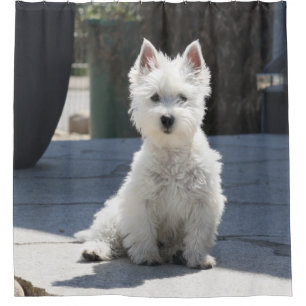Cortina Para Chuveiro Montanhas ocidentais brancas Terrier que senta-se