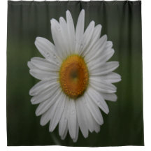 Pingos de chuva nas pétalas