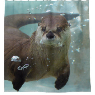 Cortina Para Chuveiro Uma lontra marrom girinha nadando em uma piscina a