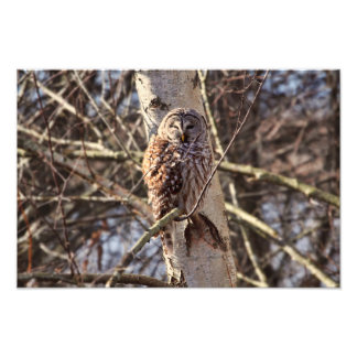 Coruja Barred em uma Foto da Árvore Birch