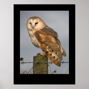 Coruja de celeiro (Tyto alba). Poster pelo