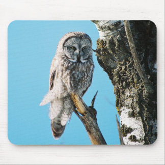 Coruja de grande cinza Mousepad