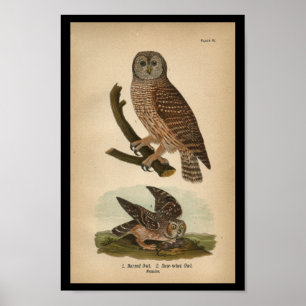Coruja de Impressão de aves de 1890
