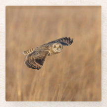 Coruja-de-orelha-curta em voo nos prados